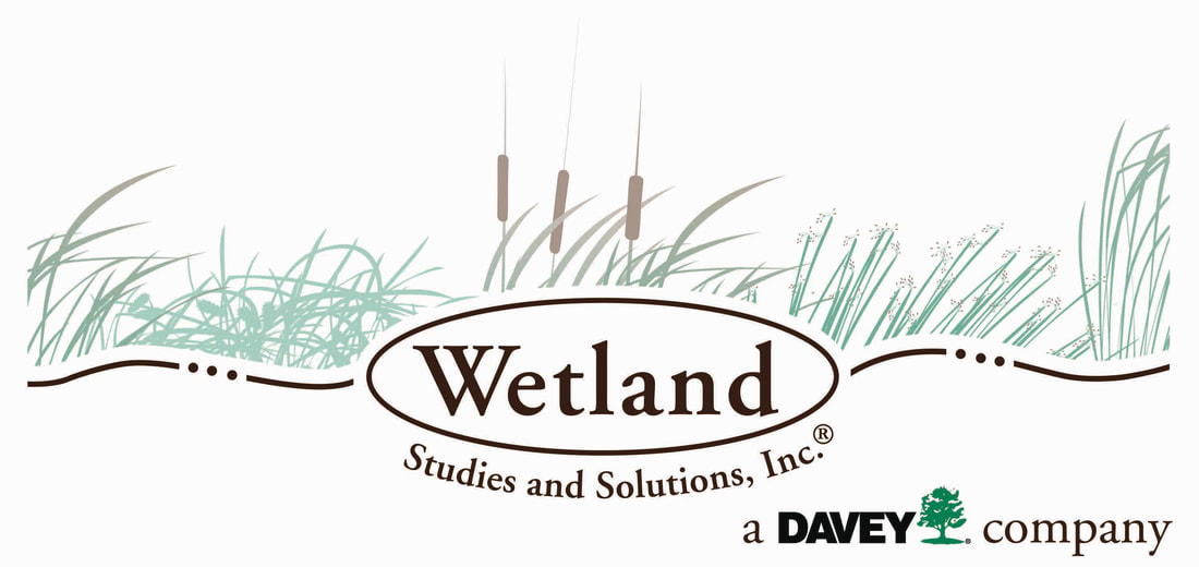 Wetland Studies and Solutions